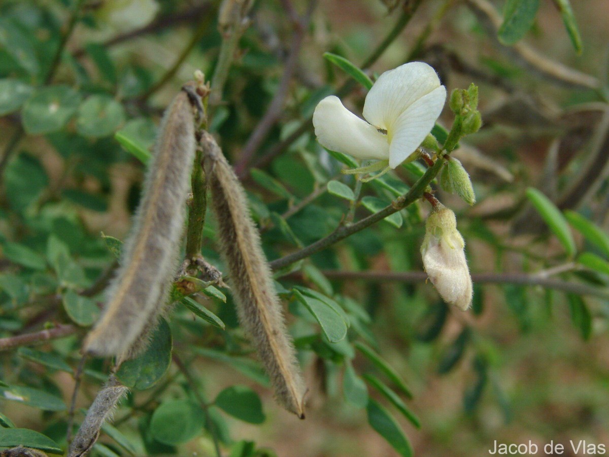 Tephrosia villosa (L.) Pers.